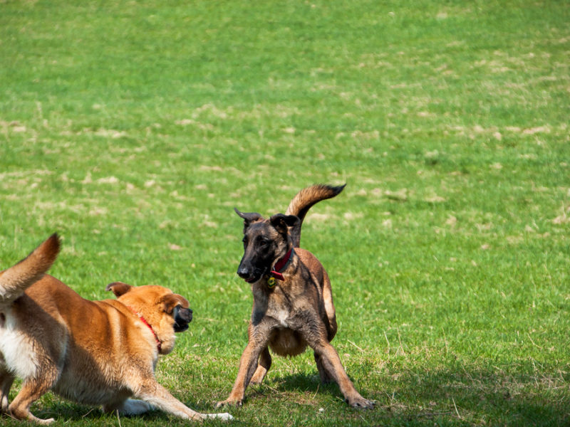 Two brown dogs playing around in the grass at a park