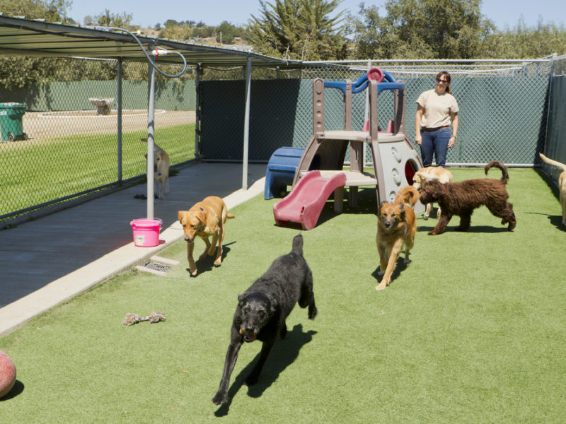 A female trainer watches over a group of seven adult dogs while they play in a fenced-in outdoor daycare facility.