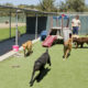 A female trainer watches over a group of seven adult dogs while they play in a fenced-in outdoor daycare facility.