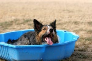 prevent heat stroke in dogs