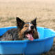A wet adult dog happily lays in a blue kiddie pool while panting.