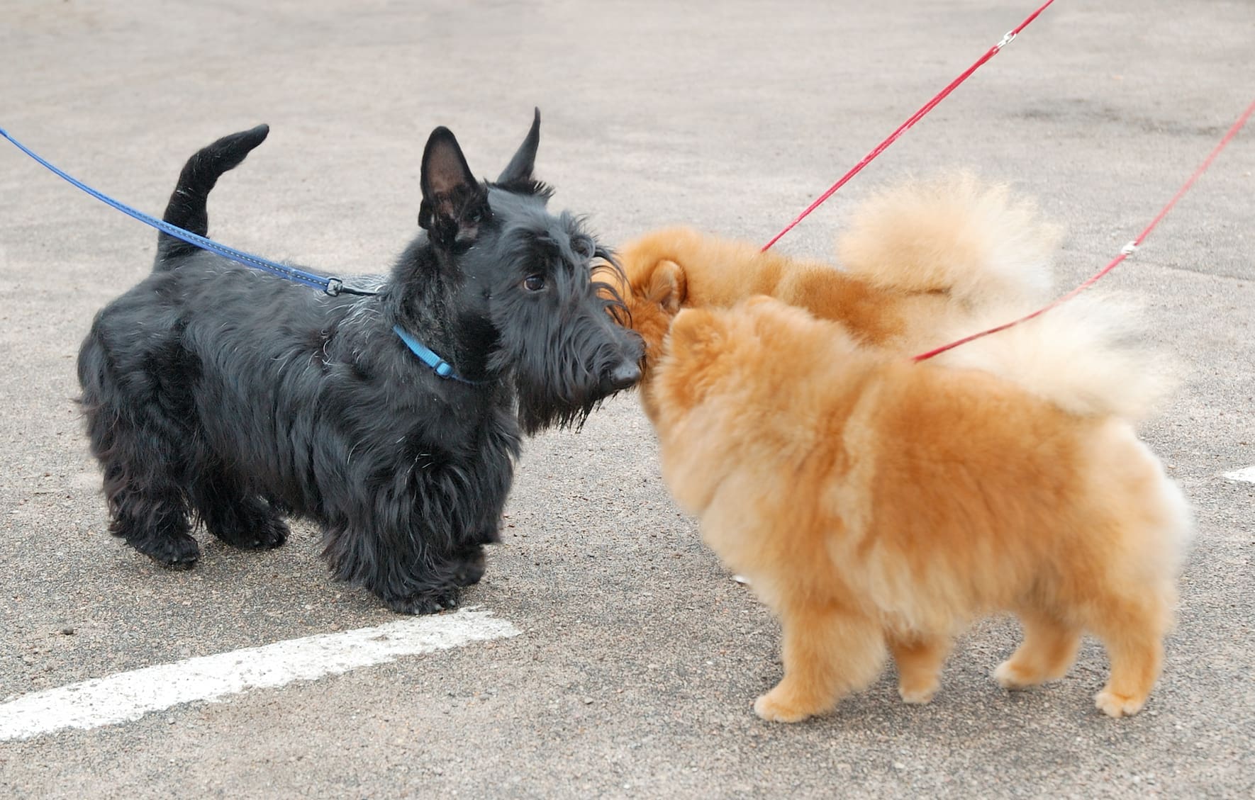 A black Scottish terrier greets two yellow spitz puppies while they are all on leashes.