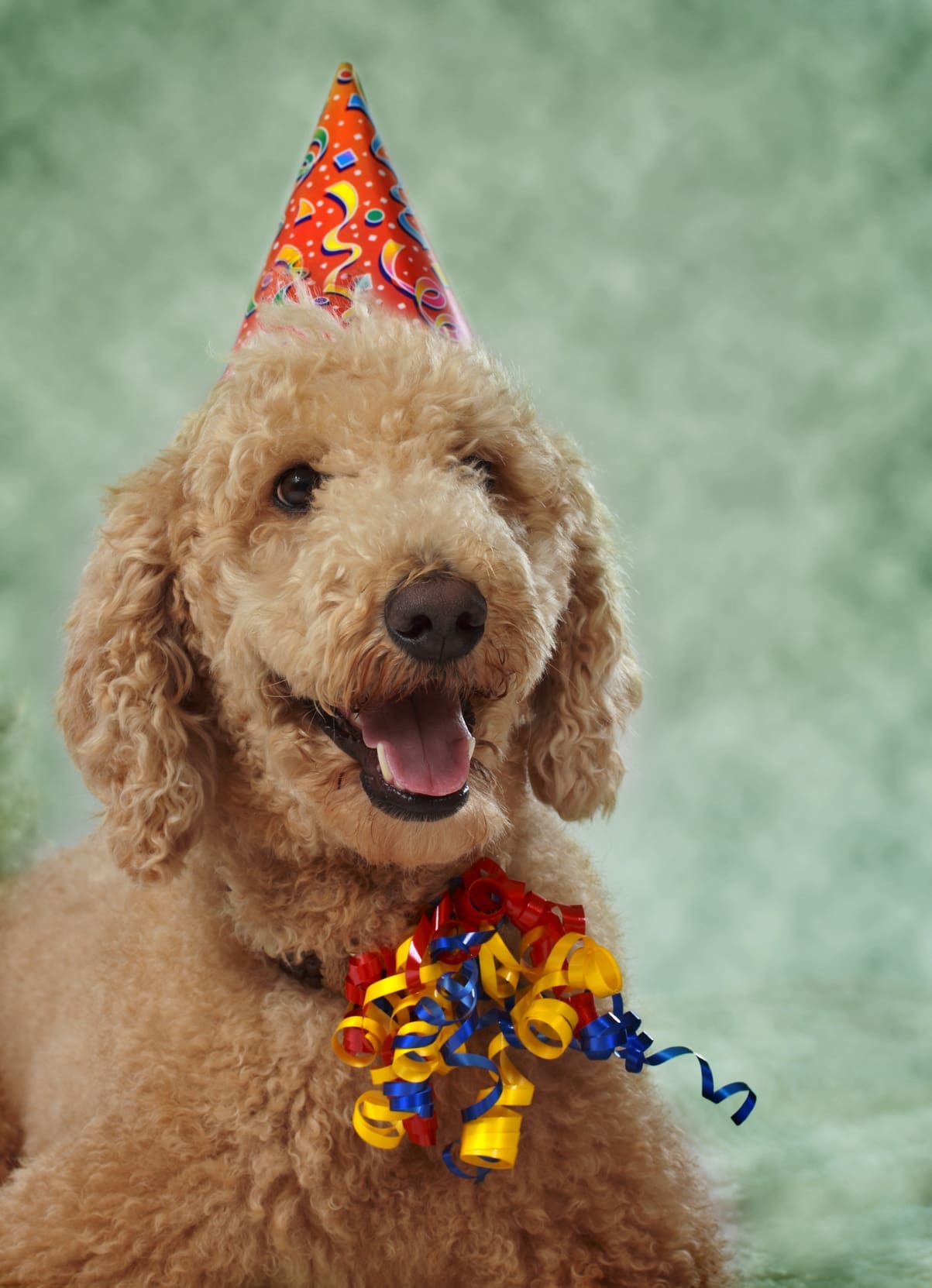 A happy dog with curly yellow fur smiled at the camera while wearing a party hat on its head and yellow, red, and blue curled ribbons on its collar.