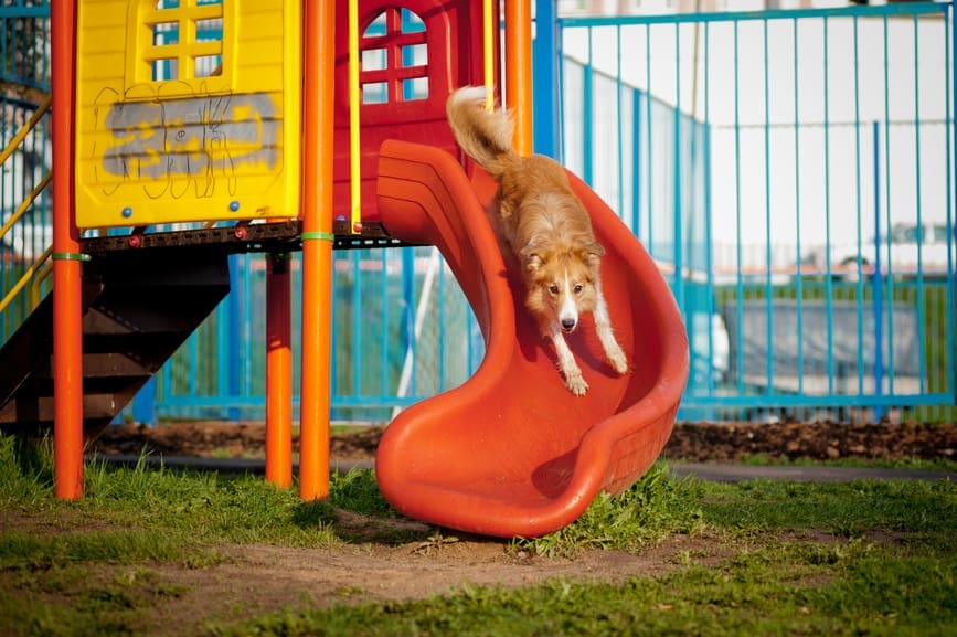 An adult dog slides down an orange slide attached to a children's play structure in a park.