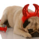 Pug with a sad expression on its hanging head while wearing red sequined devil horns and a red a devil tail with a sequined tip.