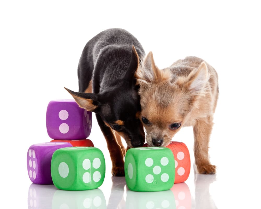 Two Chihuahuas play with large purple, green, and red dice dog toys.