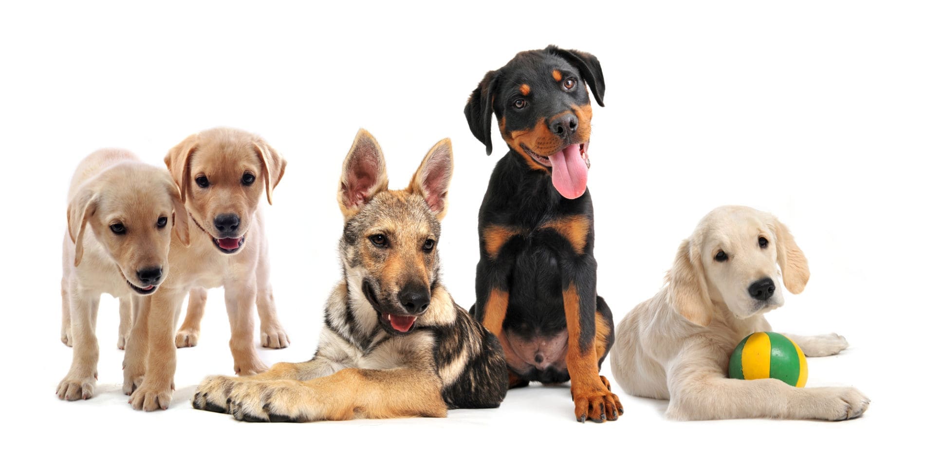 A group of five puppies of different breeds.