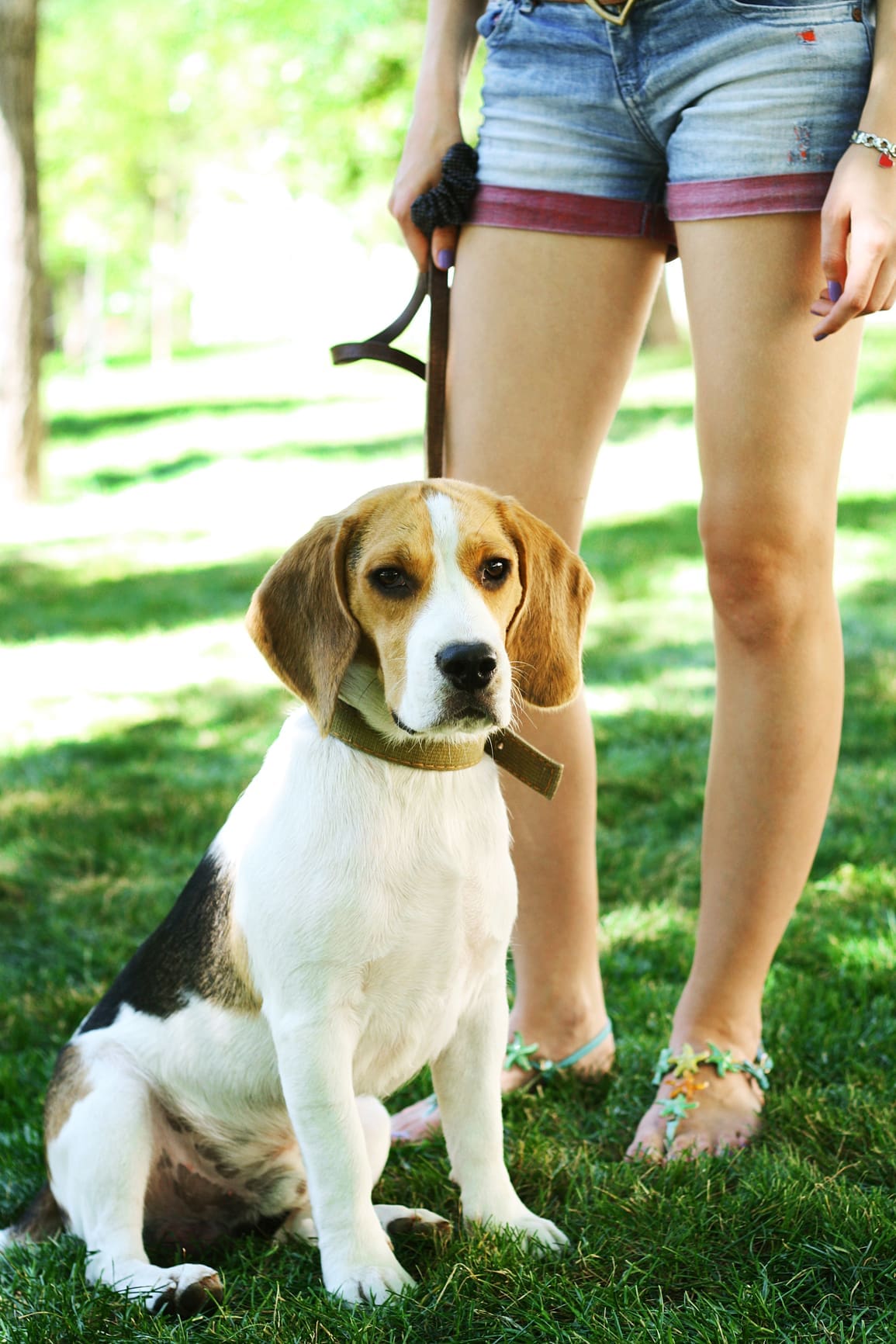 A young woman stands over her beagle on green grass in a park.
