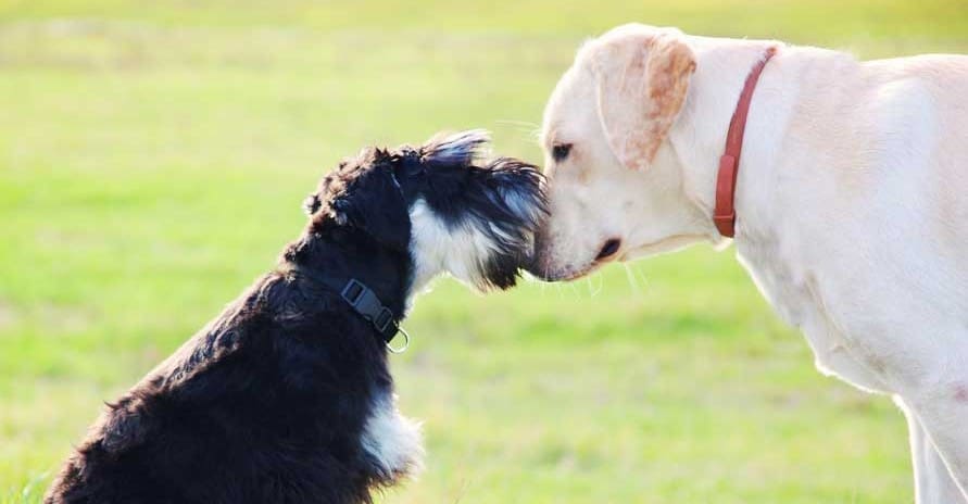 A small dog gives a large dog a kiss on the nose.
