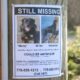 Image of a flyer for a missing Rottweiler named Monty tacked to a phone poll.