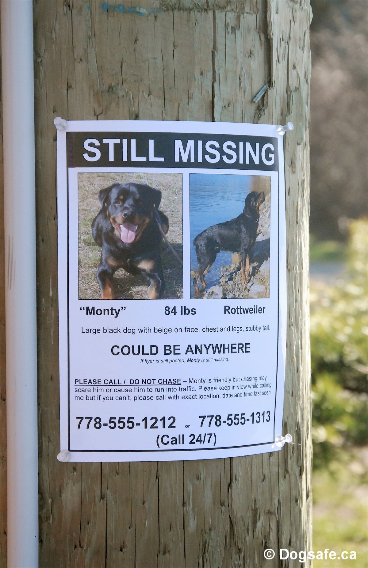 Image of a flyer for a missing Rottweiler named Monty tacked to a phone poll.