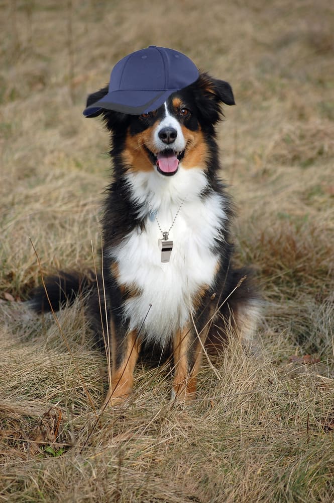 Adult dog sitting in a field and wearing a blue baseball cap on its head and a coaching whistle around its neck.