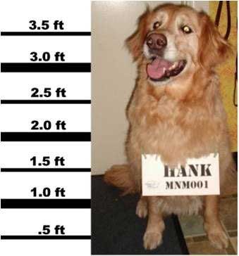 TesterDogHank A fake mugshot of Hank the dog.