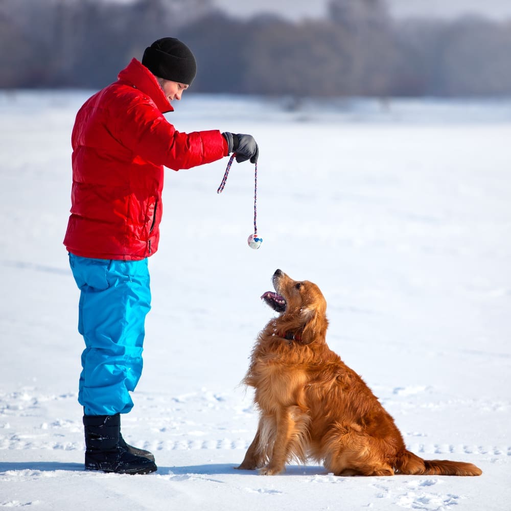 A man holds a ball on a rope in front of a large dog who is sitting and eager to play with the toy in the snow.