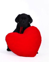 A small black puppy clutches a large red heart in its mouth.