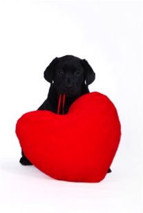 A small black puppy clutches a large red heart in its mouth.