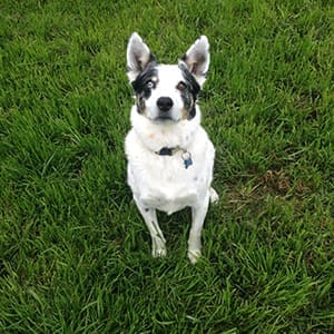 going-green300x300 An adult dog with two different colored eyes sits at attention on green grass.