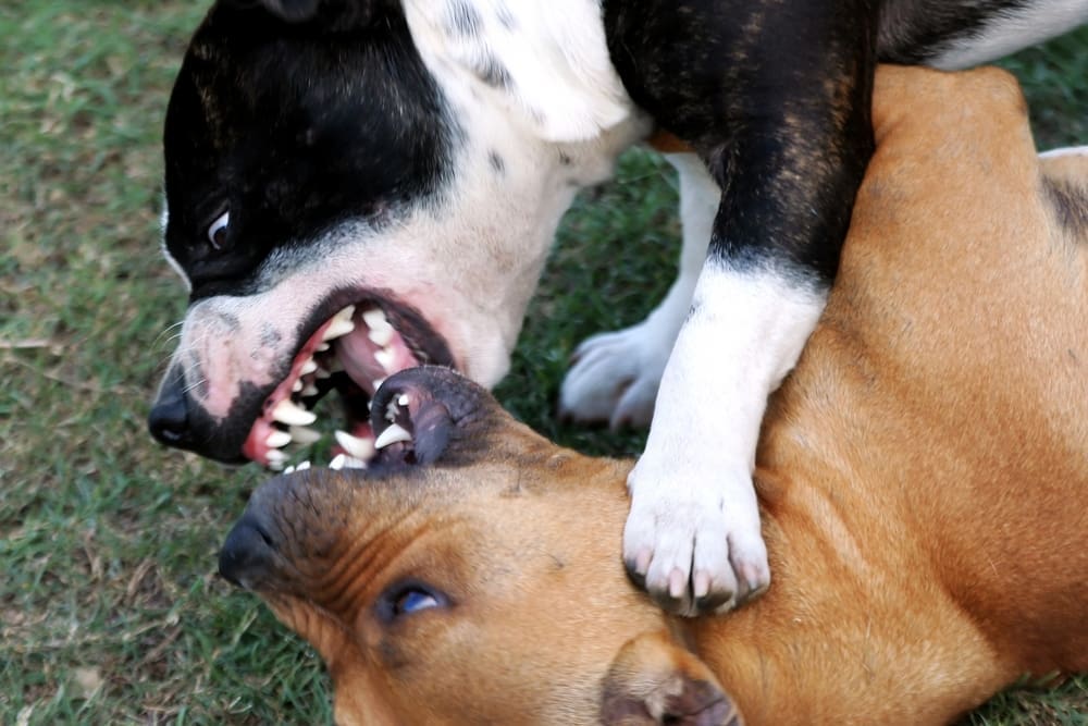 Two dogs fight each other, one is on the ground with the other's paw on its neck. Both dogs teeth are bared at one another.