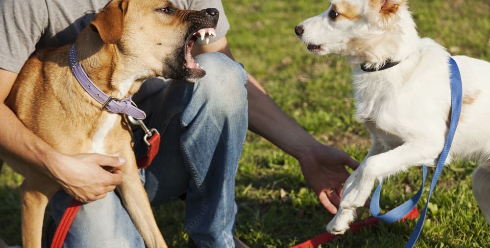 An aggressive dog being held back by a man bares its teeth at another dog who takes a cautious step back.