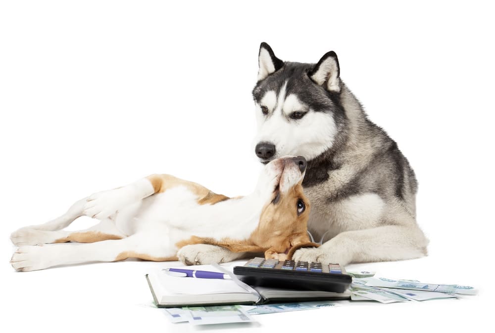 Two dogs lay next to each other with financing papers, a calculator, and a notebook in front of them.