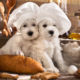 Two white puppies surrounded by baked goods and cooking utensils while wearing white chef hats.