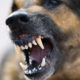 An angry dog snarls while baring its teeth at something off camera.