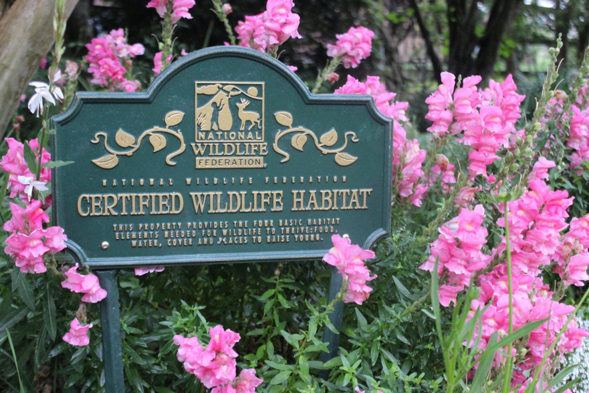 A green and gold National Wildlife Federation for a Certified Wildlife Habitat surrounded by large pink flowers.
