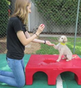 ABC pet resort