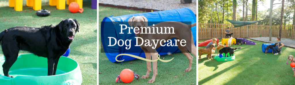 Dog Tired Daycare