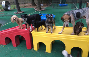 dog-daycare