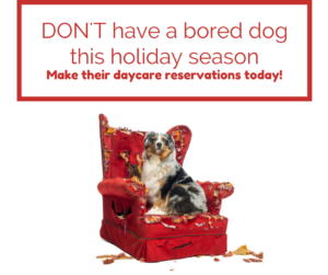 dont-have-a-bored-dog-this-holiday-season-2