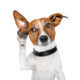 A Photoshopped dog on its hind legs with a paw held up to its ear listening for something.