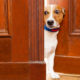 A small dog peeks around the corner of an open door.