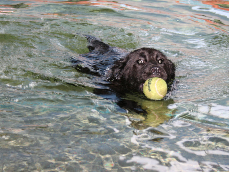 A black dog swims in water with a tennis ball clutched in its mouth.