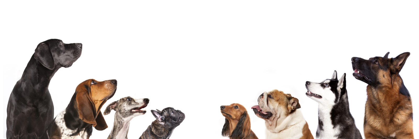 Canine Body Language Training | Start a Dog Daycare