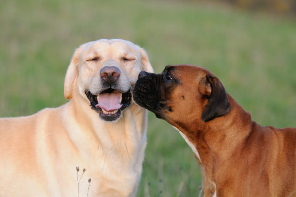 A yellow dog smiles at the camera while a brown and black dog sniffs the yellow dog's cheek.