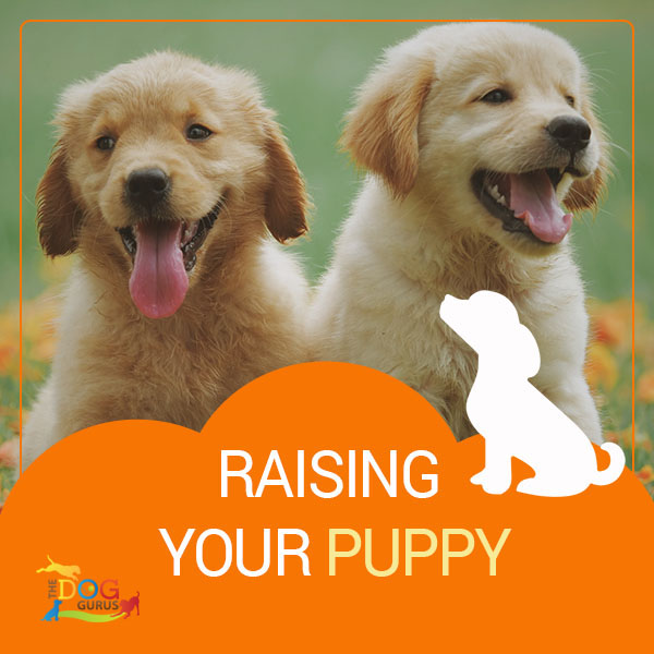 how to raise puppy