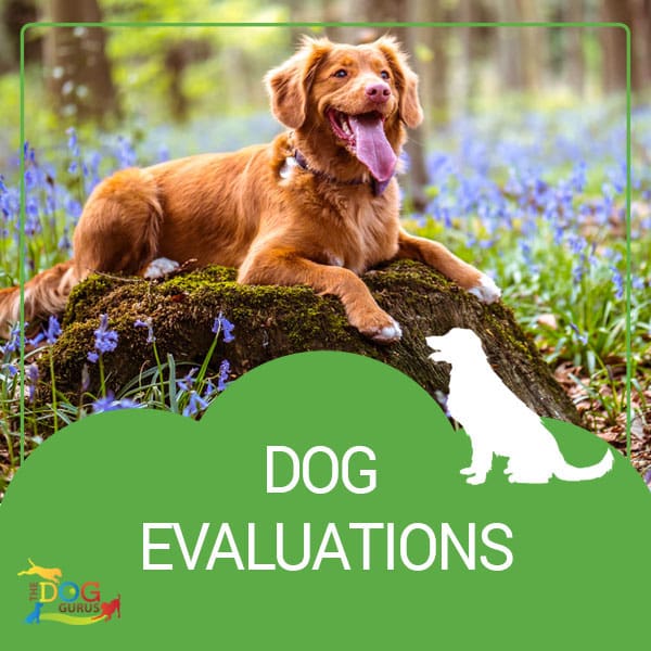 Keeping Your Dog Enrichment Program Fresh - The Dog Gurus