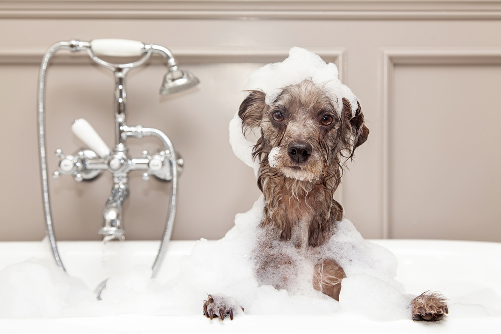 Grow Your Pet Care Business with More Grooming Revenue - The Dog Gurus