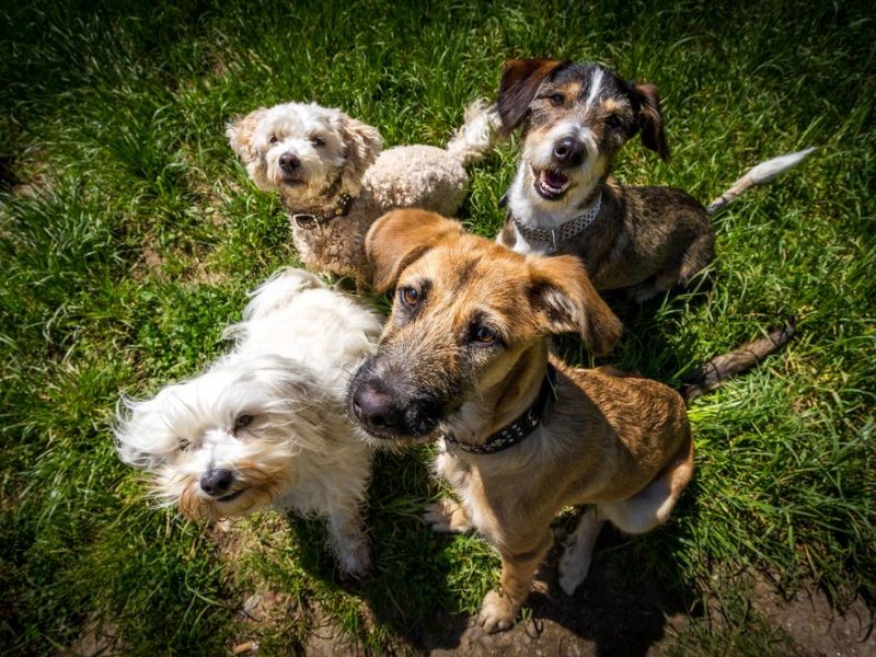 Managing Problem Behaviors in Dog Daycare