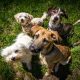 Managing Problem Behaviors in Dog Daycare