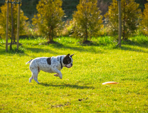 Advanced Enrichment Skills to Play with the Dogs