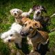 Secrets to Evaluating Dogs for Your Playgroups