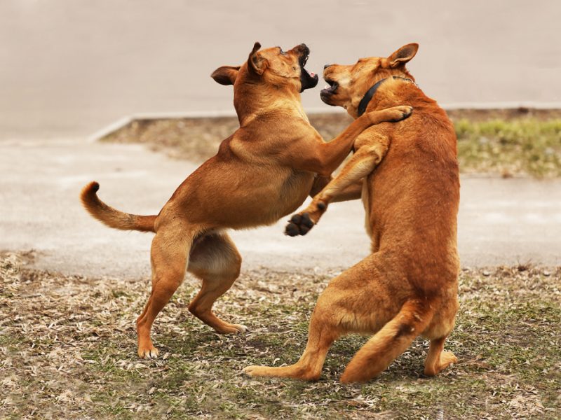 How to Tell If Dogs Are Playing or Fighting