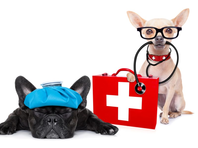 First Aid and CPR Training for Your Pet Business