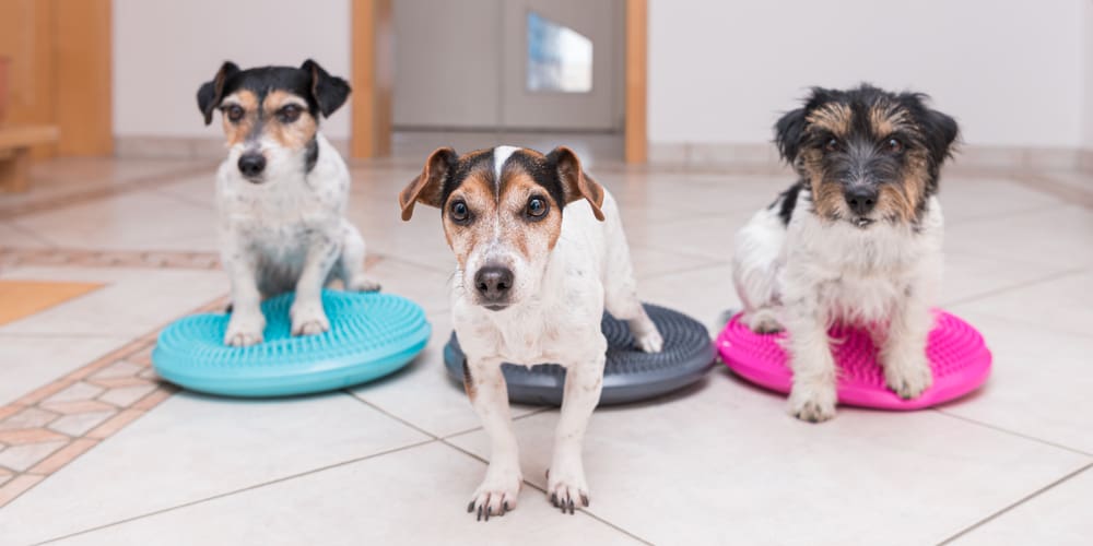 Enrichment Activities Are Fun And Profitable The Dog Gurus