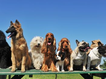 Managing Dog Play Behaviors in Your Pet Business