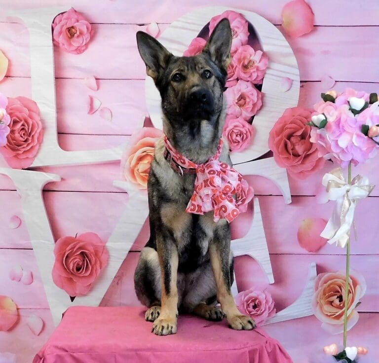 About Us The Dog Gurus Dog Training Consulting