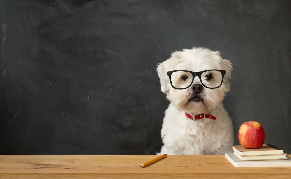 Selecting The Best Staff Training Leader For Your Pet Care Business 