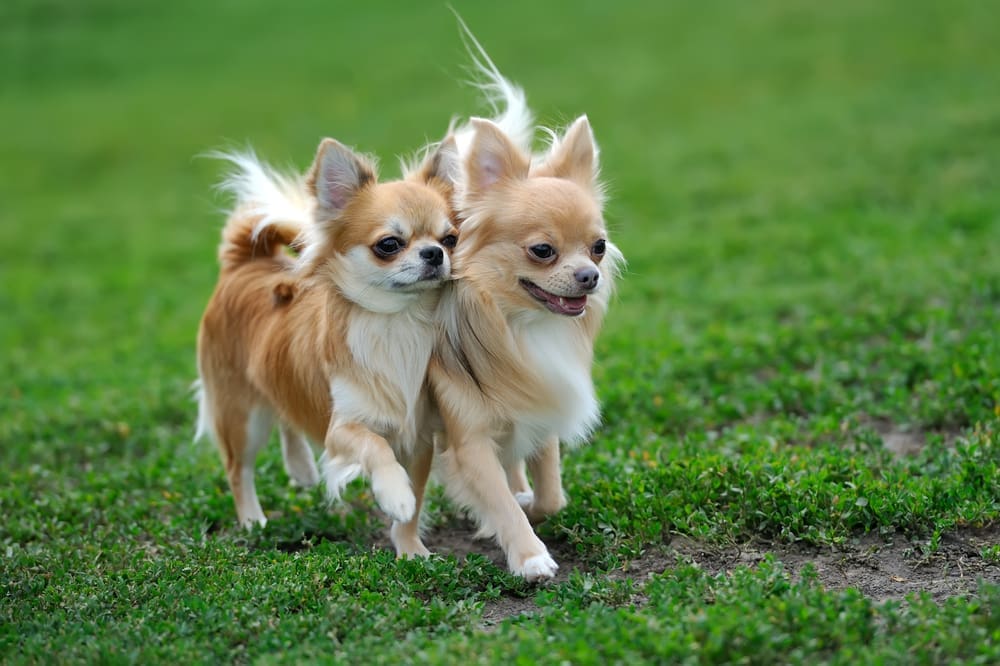 Two Longhair Chihuahua dog